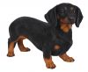 1554480936XRLDACHADachshund2.jpg