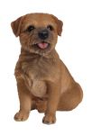 Border Terrier Dog - Lifelike Garden Ornament - Indoor or Outdoor - Real Life Vivid Arts