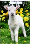 Birthday Card - Lamb Sheep Daffodils - Country Cards