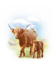 Greetings Card - Highland Cow & Calf - Country Cards 