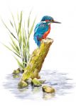 Greetings Card - Kingfisher Bird - Country Cards 