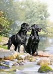 Birthday Card - Black Labrador Dogs Pair - Country Cards
