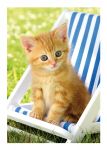 Birthday Card - Ginger Kitten Cat Deckchair Sunshine - Country Cards