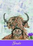 Birthday Card - Highland Cow Brodie - Country Cards