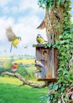 Birthday Card - Garden Birds Nesting Bird Box - Country Cards