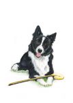 Birthday Card - Collie Dog Waiting Patiently - Country Cards
