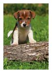 Birthday Card - Jack Russell Puppy Dog - Country Cards