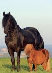 Birthday Card - Friesian Horse & Shetland Pony - Country Cards