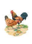 Birthday Card - Cockerel & Hen - Country Cards