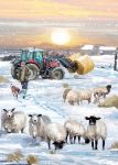 Christmas Card - Winter Feeding Massey Tractor - Country Cards