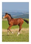 Birthday Card - Freedom Horse Foal - Country Cards
