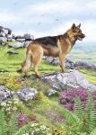 Birthday Card - German Shepherd Dog - Country Cards