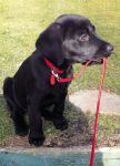 Birthday Card - Walkies Black Labrador Puppy Dog - Country Cards