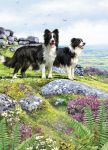 Birthday Card - Collie Dog Out In The Country - Country Cards