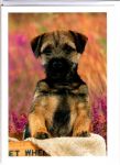 Birthday Card - Border Terrier Dog - Country Cards