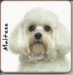 Maltese Dog or Puppy Coaster - Dog Lovers - 2 Designs 
