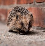 Greeting Birthday Card - Hedgehog - Wildlife Trusts