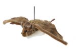 Flying Bat Small Plush Soft Toy - Living Nature