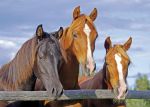 Birthday Card - Friends Horses Heads - Country Cards