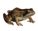 Frog - Lifelike Garden Ornament - Indoor or Outdoor - Real Life