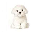 Maltese Puppy Dog Plush Soft Toy - 24cm - Living Nature