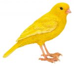 Canary Bird - Lifelike Ornament Gift - Indoor or Outdoor - Pet Pals Vivid Arts