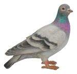 Pigeon Bird - Lifelike Garden Ornament - Indoor or Outdoor - Real Life Vivid Arts