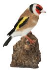Vivid Arts Goldfinch Bird on Stump Singing - Lifelike Garden Ornament - Indoor or Outdoor