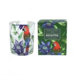 Parrot Flower Scented Boxed Candle - Eucalyptus - Gisela Graham