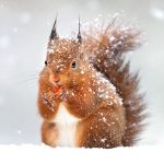 Charity Christmas Card Pack - 8 Cards - Red Squirrel - Wildlife Trusts