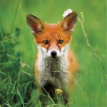 Greeting Birthday Card - Red Fox - Wildlife Trusts
