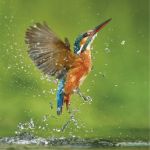 Greeting Birthday Card - Kingfisher Bird - Wildlife Trusts