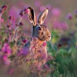 Greeting Birthday Card - Brown Hare - Wildlife Trusts