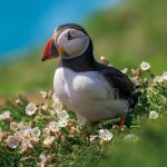 Greeting Birthday Card - Puffin - Eco-Friendly Card Co