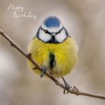Birthday Card - Blue Tit Bird - Eco-Friendly Card Co