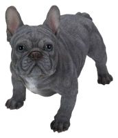 Blue French Bulldog Dog - Lifelike Garden Ornament - Indoor or Outdoor - Real Life