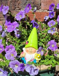 Garden Gnome Bright Shiny 3 Colours - Gift Envy