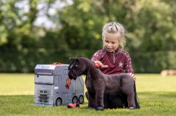 Lemieux Mini Toy Pony Skye - Black