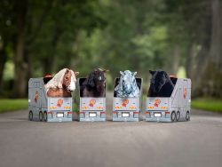 Lemieux Mini Toy Pony Flash - Skewbald