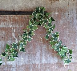 Ivy Variegated Leaf Garland Artificial - 180cm - Sincere