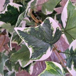Ivy Variegated Leaf Garland Artificial - 180cm - Sincere