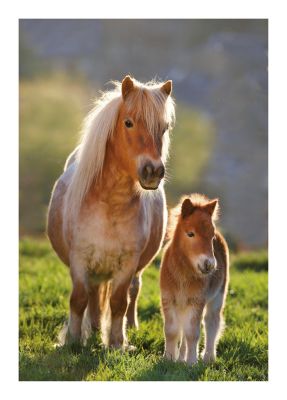 Birthday Card - Mother & Son Foal Shetland Pony - Country Cards