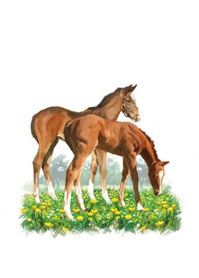 Birthday Card - Horse Foals - Country Cards