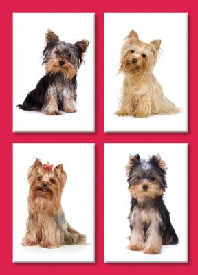 Birthday Card - Four Little Angels Yorkshire Terrier Dogs - Country Cards 