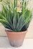 Allium Foliage In Pot Artificial Flower White - 42cm - Sincere