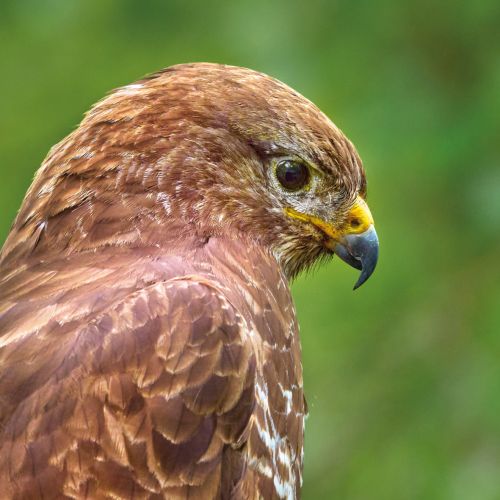 Greeting Birthday Card - Buzzard Bird - Wildlife Trusts