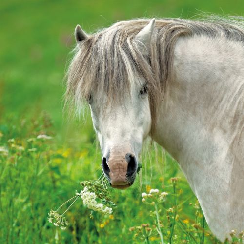 Greeting Birthday Card - Horse Munch Time - Eco-Friendly Card Co