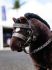Lemieux Toy Pony Accessories Hunter Bridle Brown