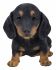 Dachshund Puppy Dog - Lifelike Ornament Gift - Indoor or Outdoor - Pet Pals Vivid Arts