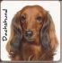 Dachshund Dog or Puppy Coaster - Dog Lovers - 2 Designs 